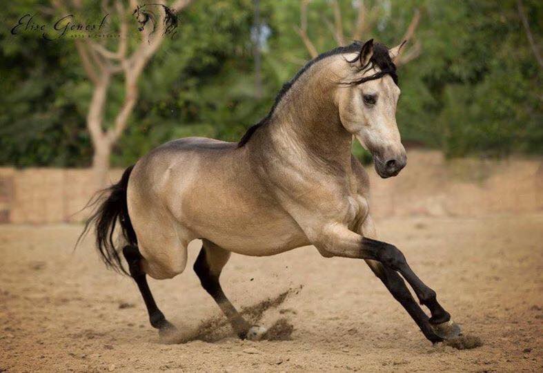 Buckskin Horses