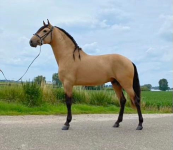 Nectar Da Toula - Buckskin Lusitano Stallion