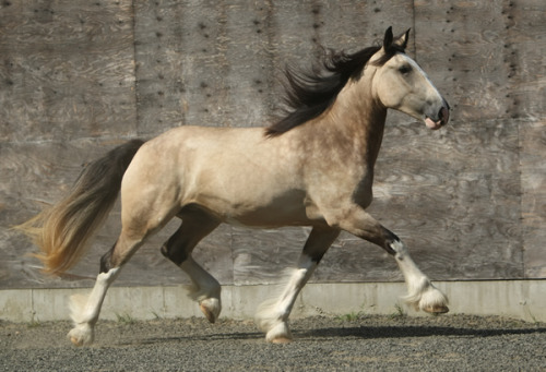Buckskin Shire Horse