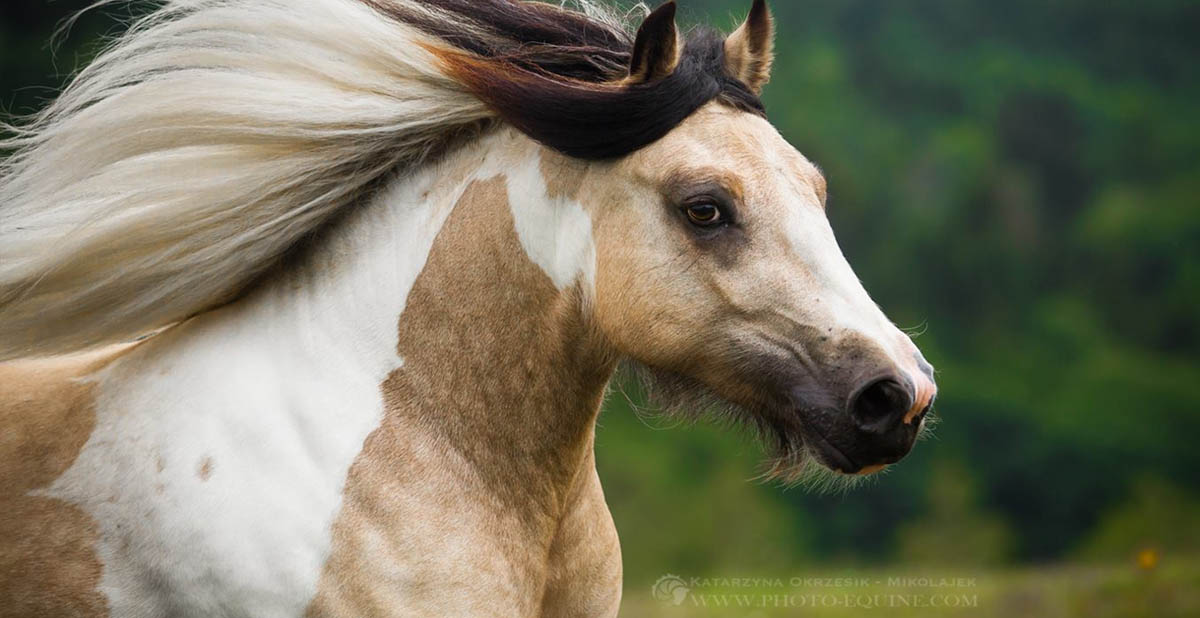 McCartneys Ziva - Buckskin Tobiano Gypsy Cob