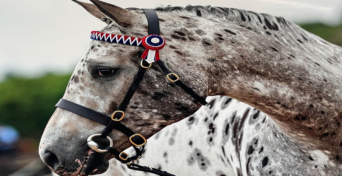 Buckskin Appaloosa - WD Secret Smile (RDF Ti Kha Atta Rain x Its A Secret)