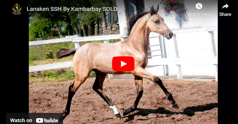 Buckskin Colt - Lanaken SSH By Kambarbay