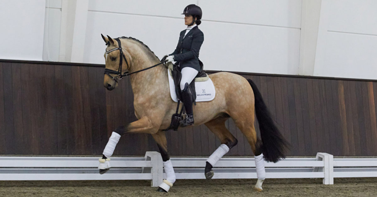 Buckskin Dressage Stallion - Quelle Couleur (Qasude MD x Captain Fire)