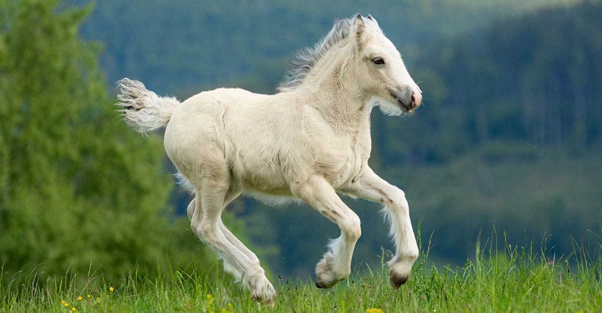 Buckskin Filly Foals - Equestrian Images Gallery