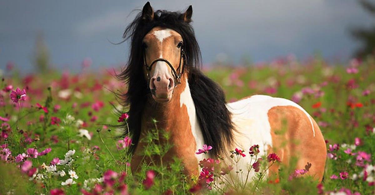 Buckskin Paint Horses