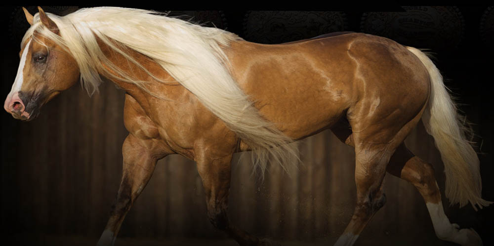 Buckskin Quarter Horse Stallion - Show Me The Buckles