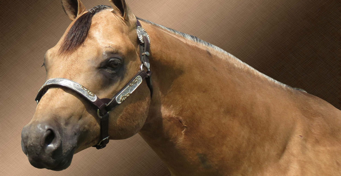 Heza Sexy Fella - Buckskin Stallion, Standing at Sunset Sands Quarter Horses, Wisconsin / Buckskin Quarter Horses