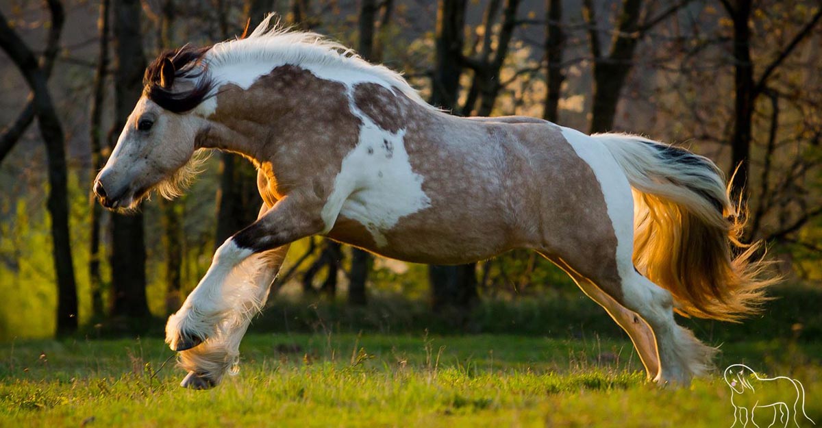 Buckskin Tobiano Gypsy Cob Horses For Sale