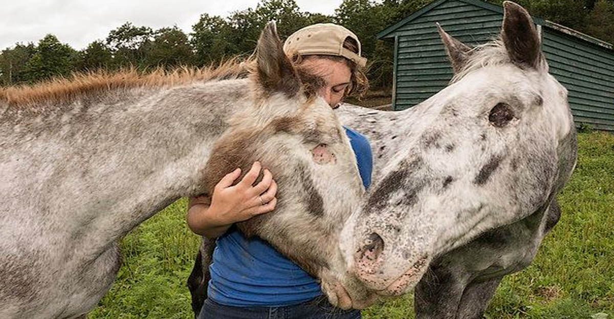 Buddy the rescued blind horses who can now explore without fear