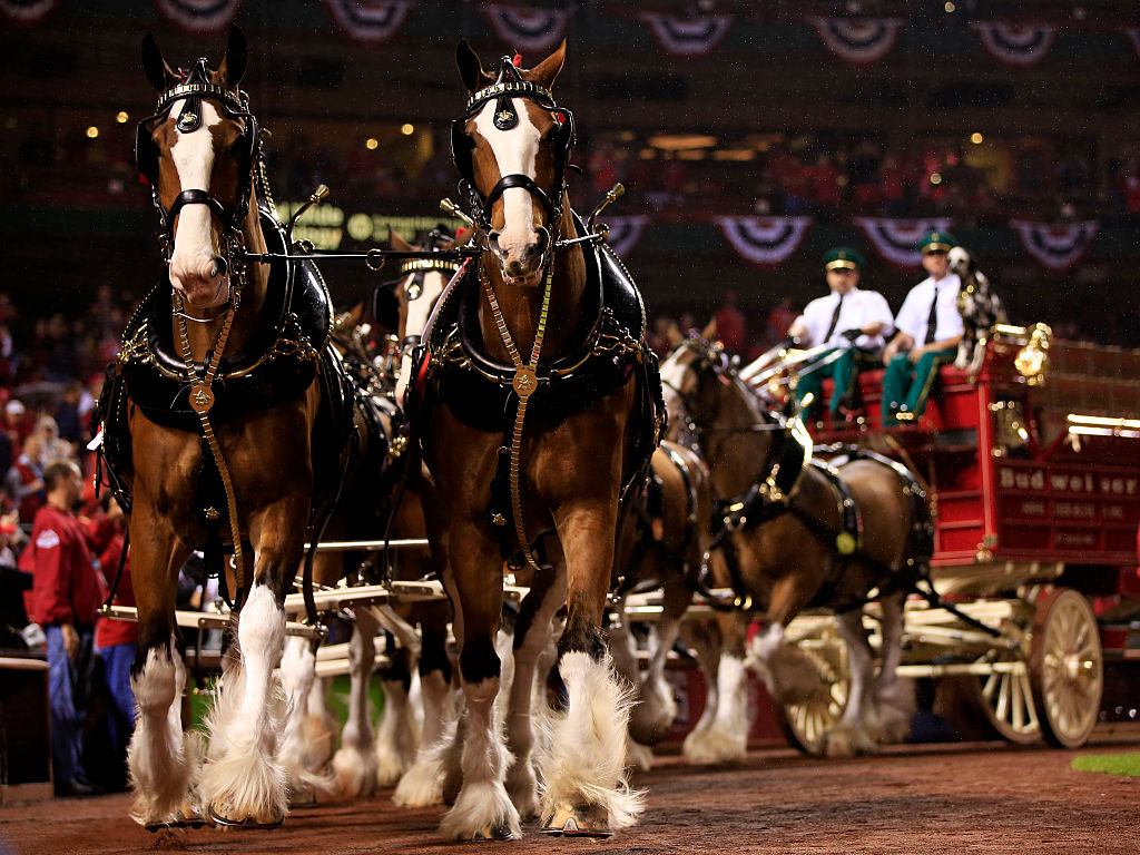 Budweiser Wagon Accident at the SA Rodeo