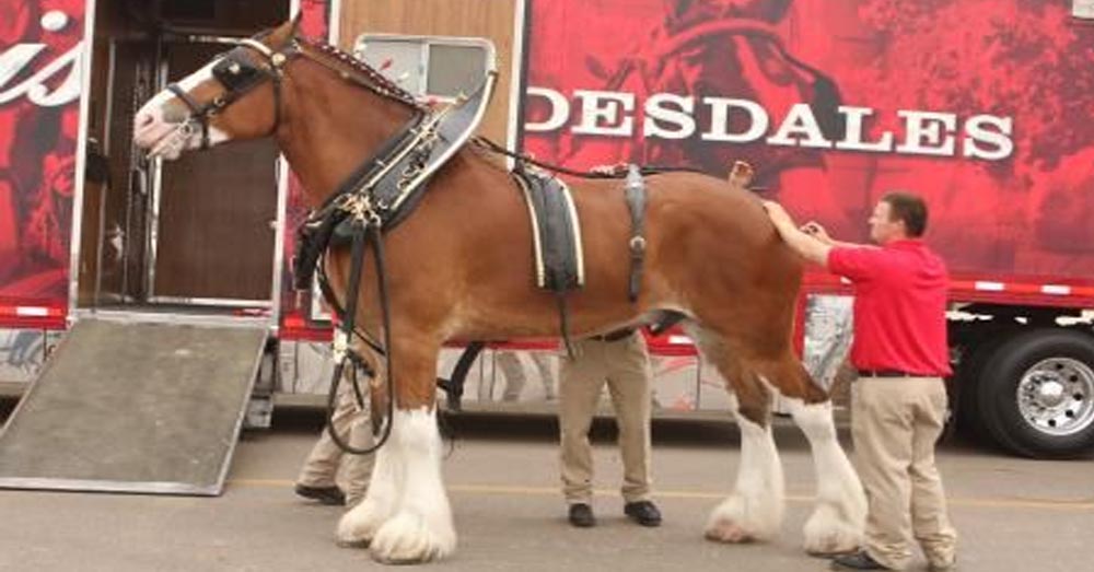 Life on the Road for the Budweiser Clydesdales