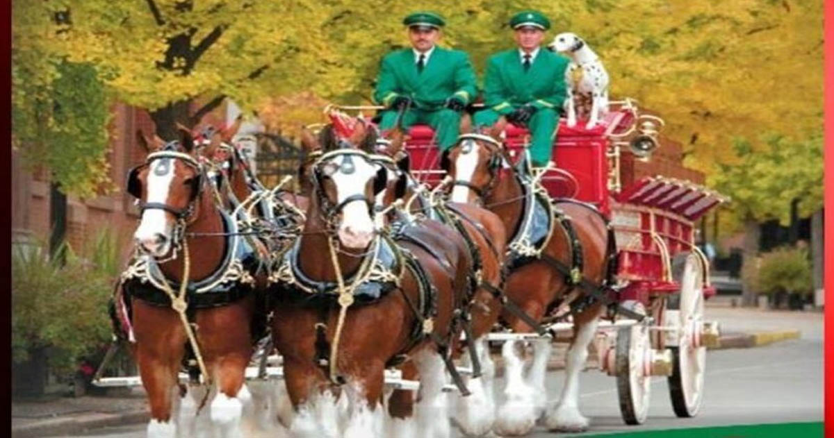 Budweiser Clydesdales