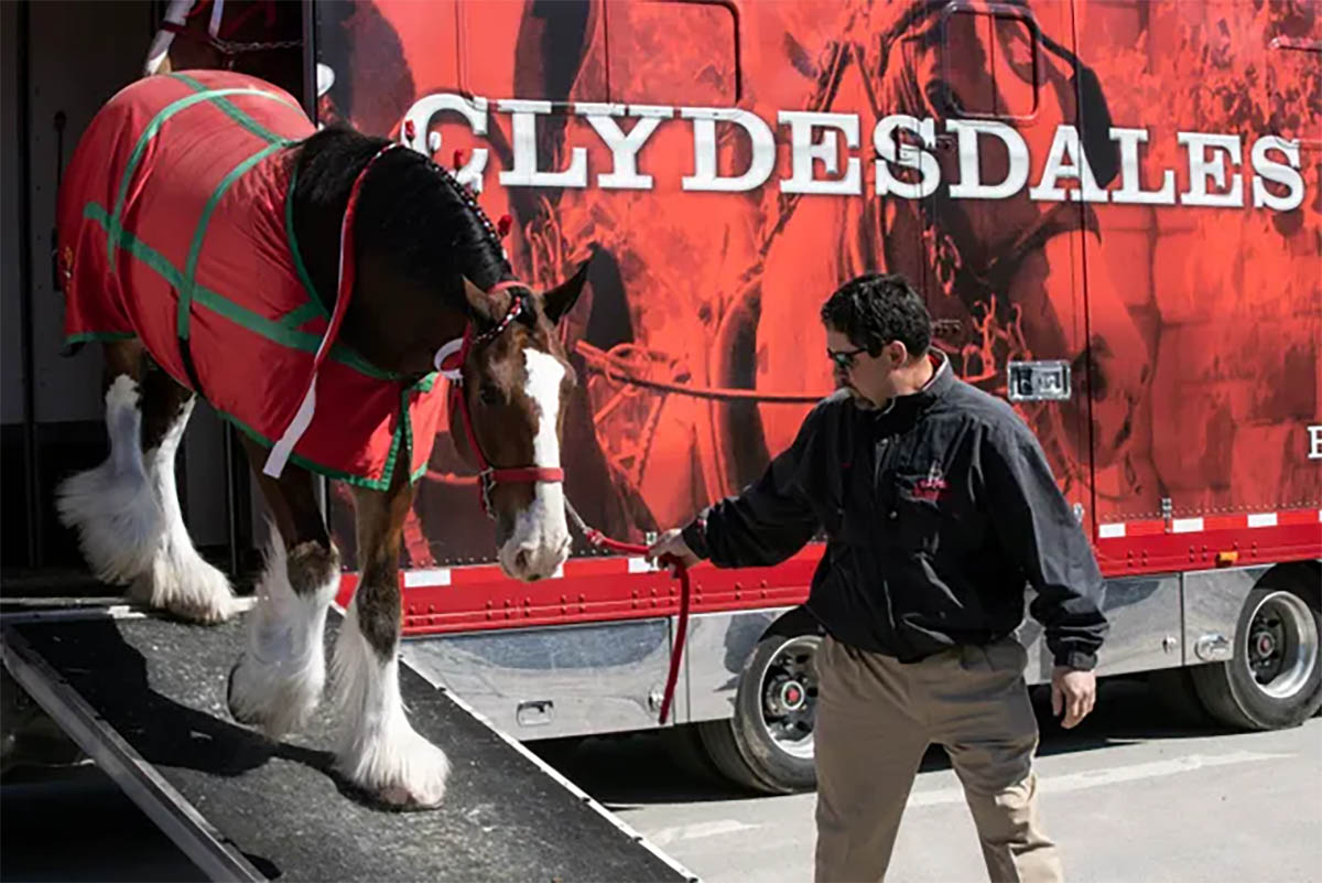 Amazing Behind The Scene Footage With The Clydesdale