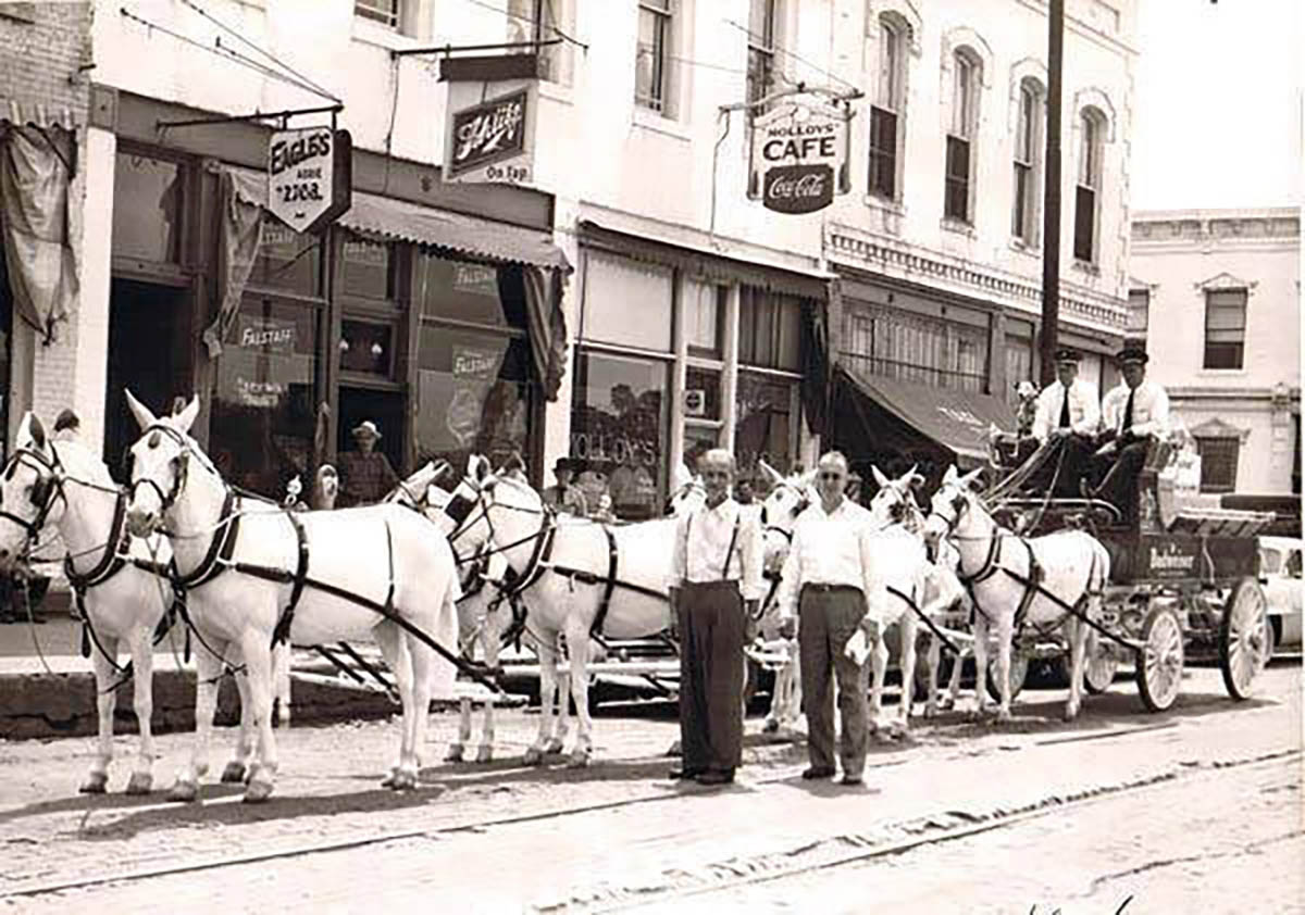 Budweiser Mule Team - 1953