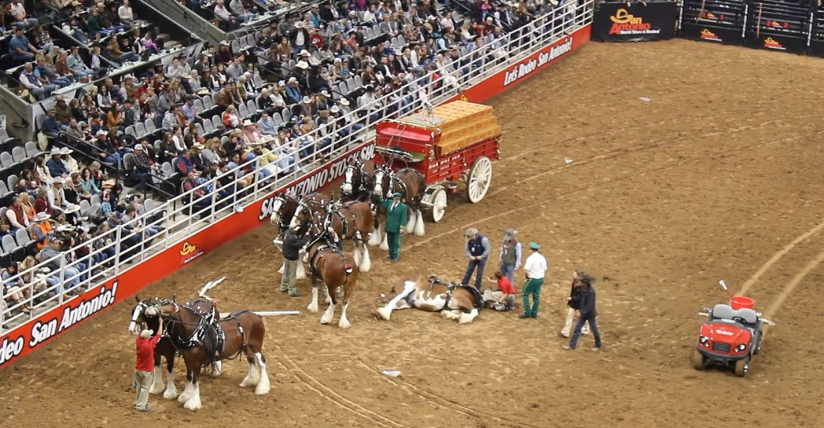 Budweiser Wagon Accident at the SA Rodeo