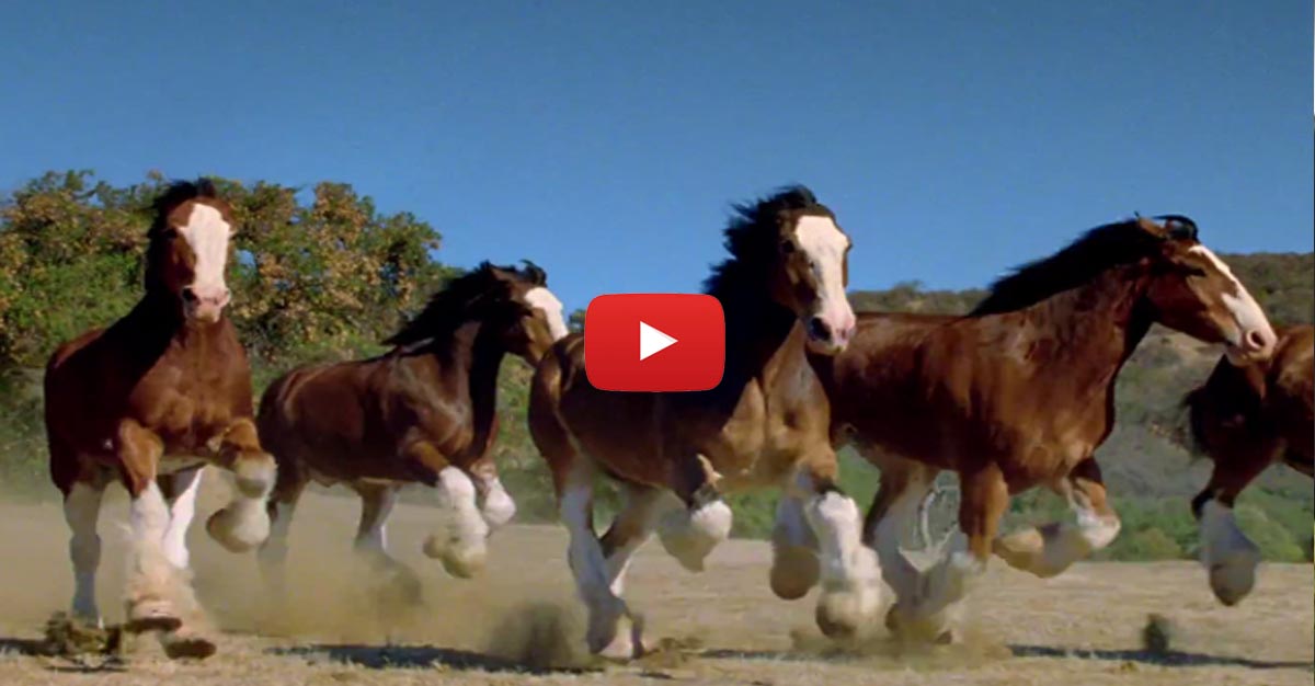 Budweiser Clydesdale Play Football