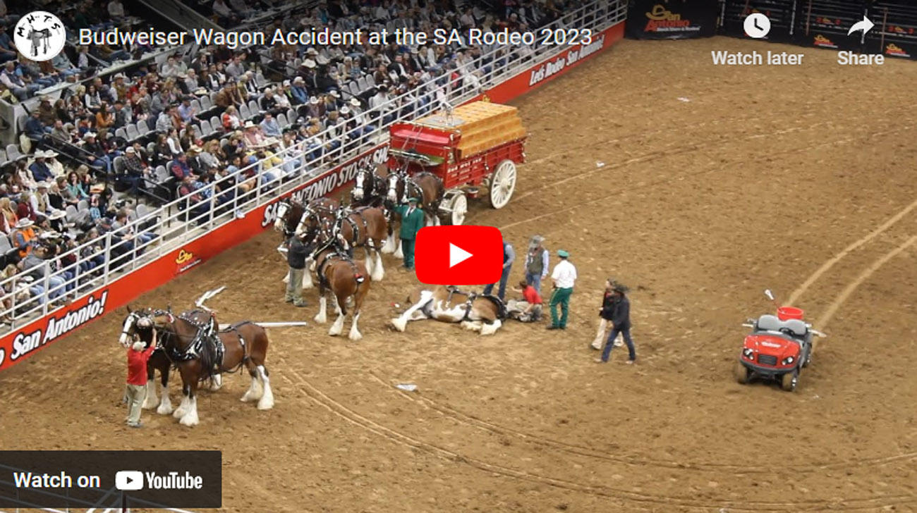 Budweiser Wagon Accident at the SA Rodeo
