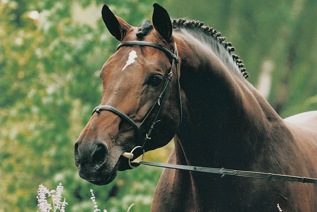 Burggraaf - Warmblood Stallion