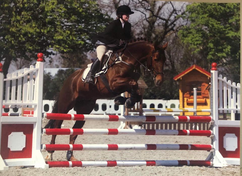 Butlers Cravat - Irish Sport Horse Stallion