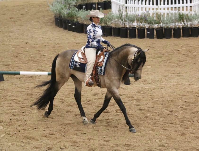 C3 Show Horses - Buckskin Horses