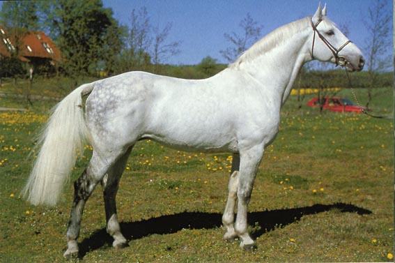 CANTUS - Warmblood Stallion