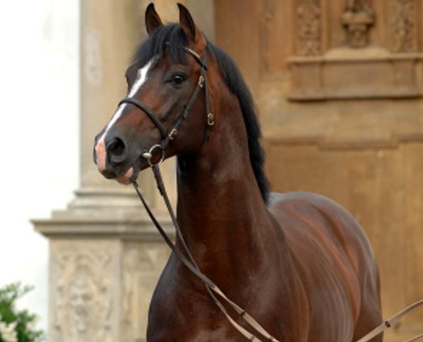 CASALL - Warmblood Stallion