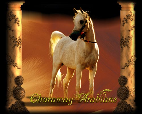CHARAWAY Arabian Stud