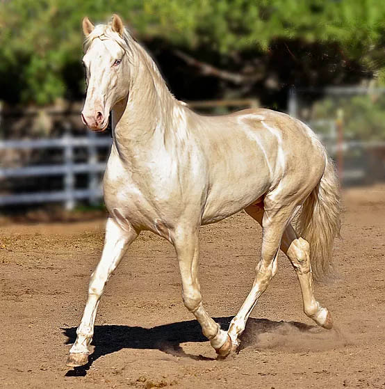 Caetano - Cremello Lusitano Stallion