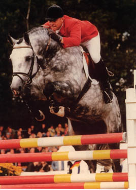 Calido I - Showjumping Stallion