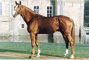 Calvados - Warmblood Stallion