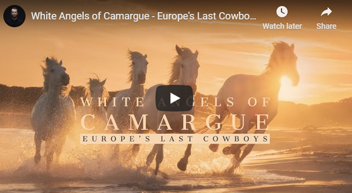 Camargue Horse