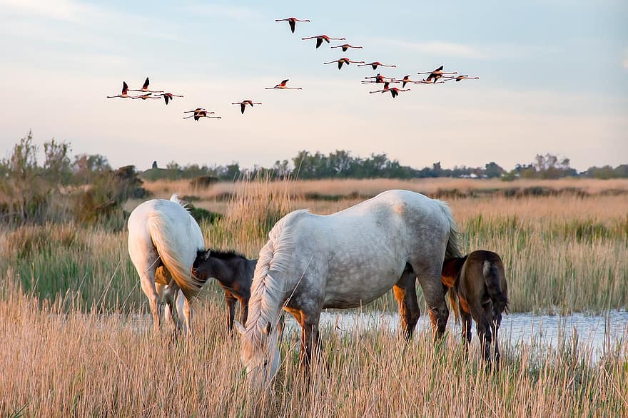 Camargue Horses