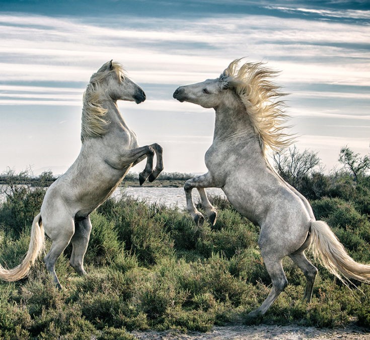 Camargue Horses