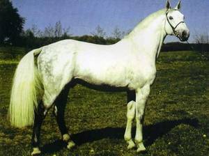 Cantus - Stallion