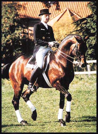 Caprimond - Dressage Stallion