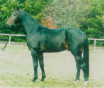 Carbid - Stallion