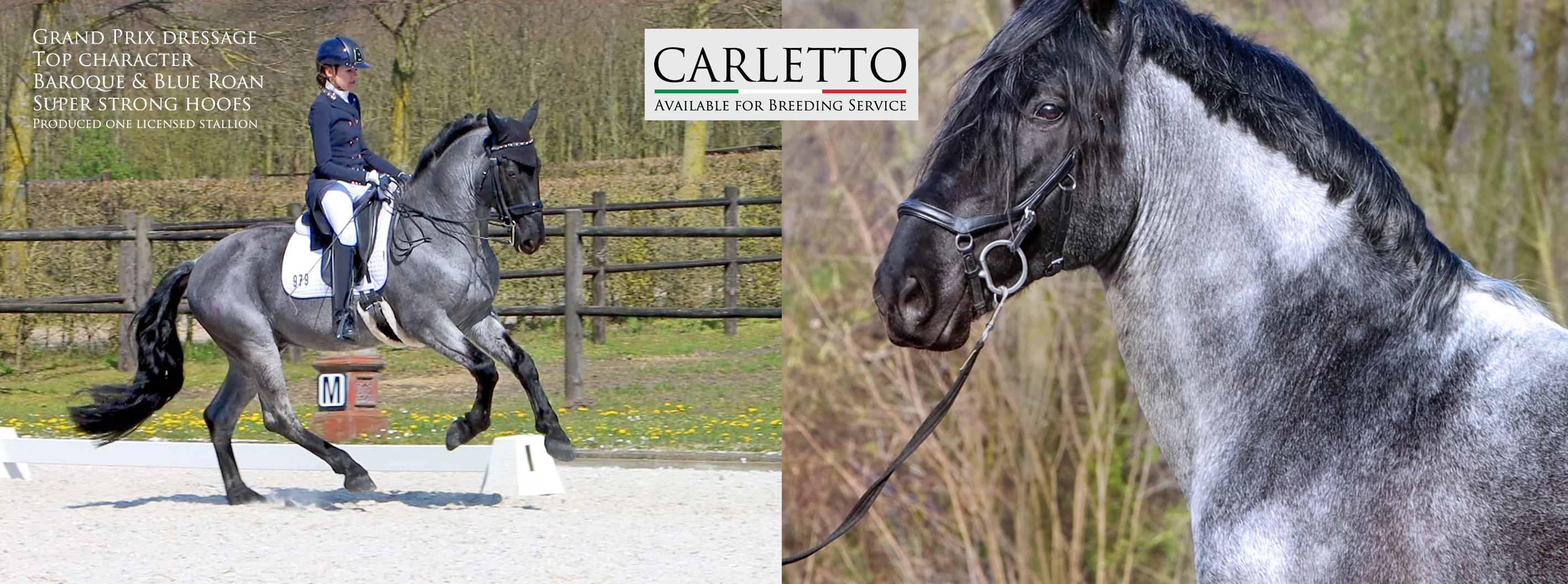 Carletto - Dressage Stallion