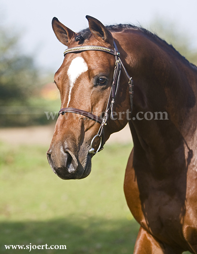 Cassalando Breeding Stallion