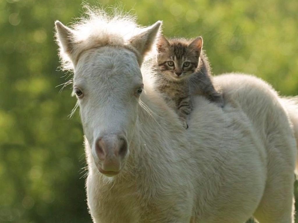 Cats and Horses