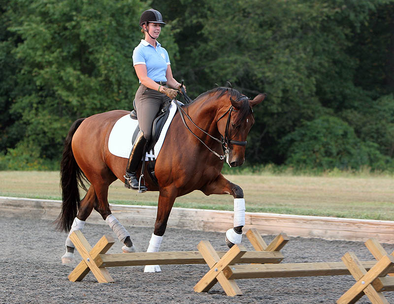 Cavaletti Poles