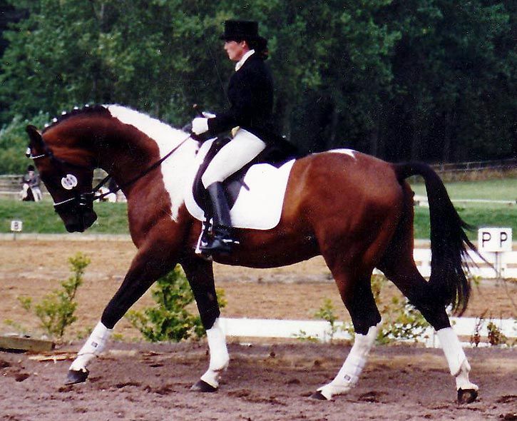 Centyfor - Polish Warmblood Stallion (CHAPS Approved)