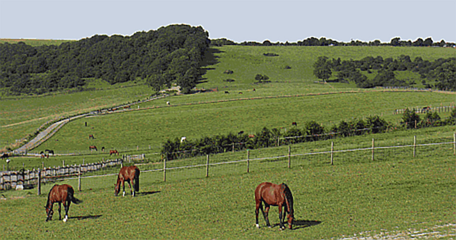 Chailey Stud - East Sussex - Showjumping Foals For Sale