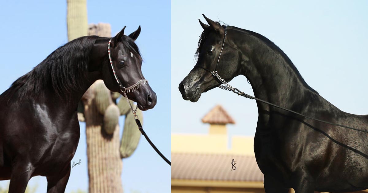 Champion Black Arabian Colt