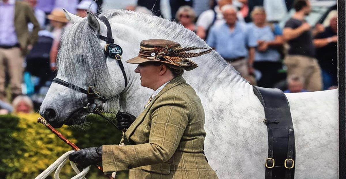 Champion Mountain and Moorland Pony Stallion - Benbreac of Croila