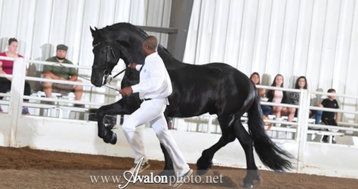 Boukje v.d.Valkstraat (Beart 411 x Andries 415) - Champion Friesian Stallion