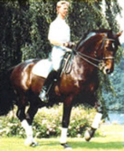 Stallion - Chapman