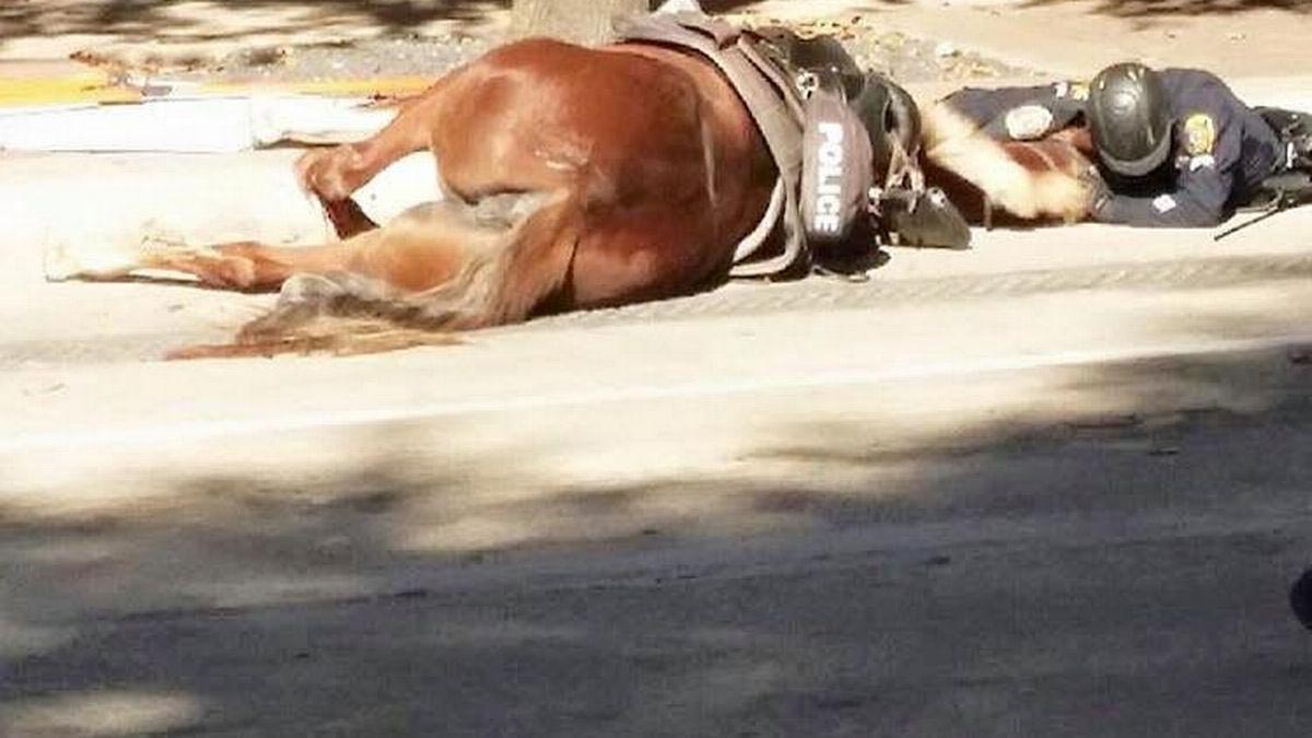 Charlotte A HPD Patrol Horse Lost Her Life On The Duty Line