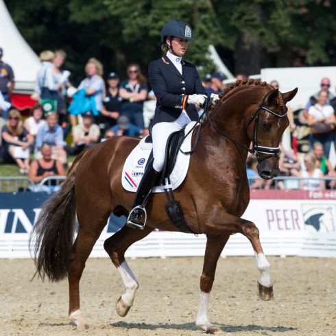 Charmeur - Dressage Stallion