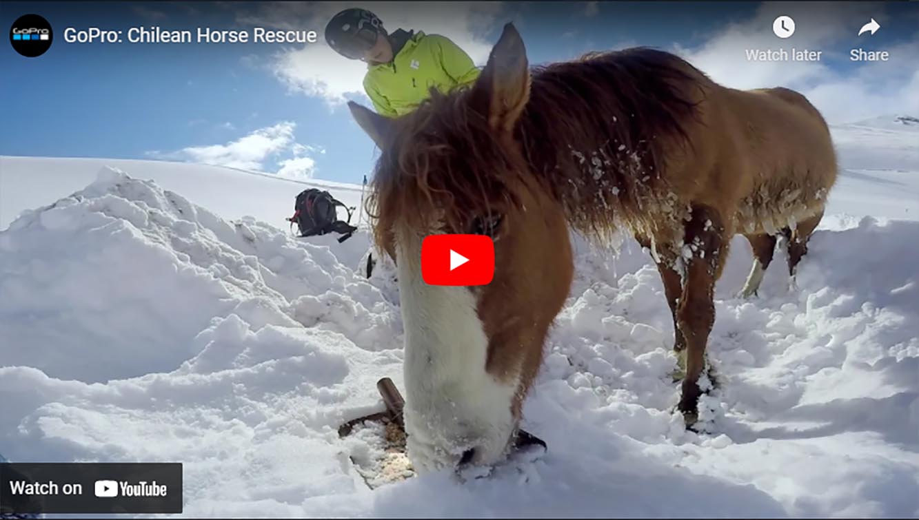 Chilean snowboarder rescues horse that got stuck in the snow