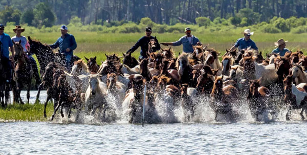 Chincoteague Island Pony Swim